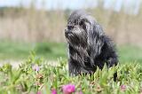PETIT CHIEN LION 085